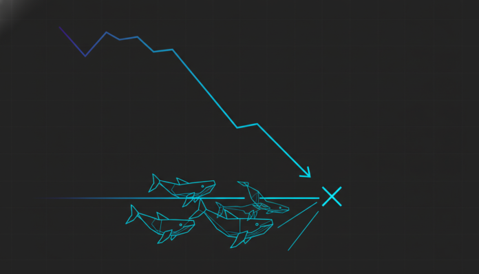 Bitcoin Drops Below $80k, Whales Scramble for High-Leverage Futures Positions