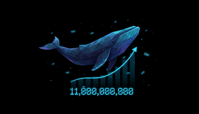 Whale Accumulation Surges as XRP Holdings Reach 11 Billion Tokens