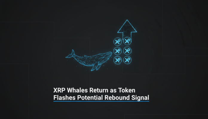 XRP Whales Return as Token Flashes Potential Rebound Signal