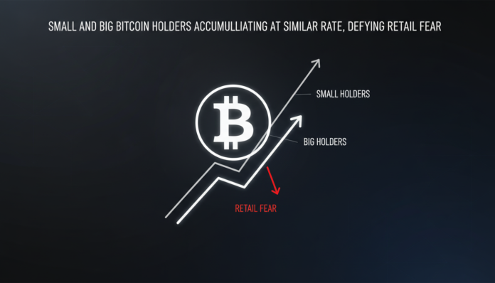 Small And Big Bitcoin Holders Accumulating At Similar Rate, Defying Retail Fear