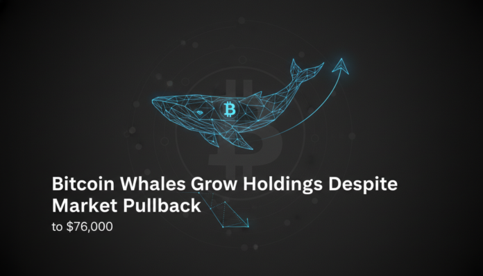 Bitcoin Whales Grow Holdings Despite Market Pullback to $76,000